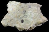 Lemureops Kilbeyi Trilobite - Fillmore Formation, Utah #85408-3